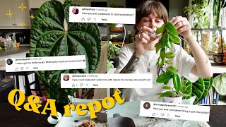 repotting & answering your questions 🍵🌿 boundaries w social media, garden update, + hoya wishlist