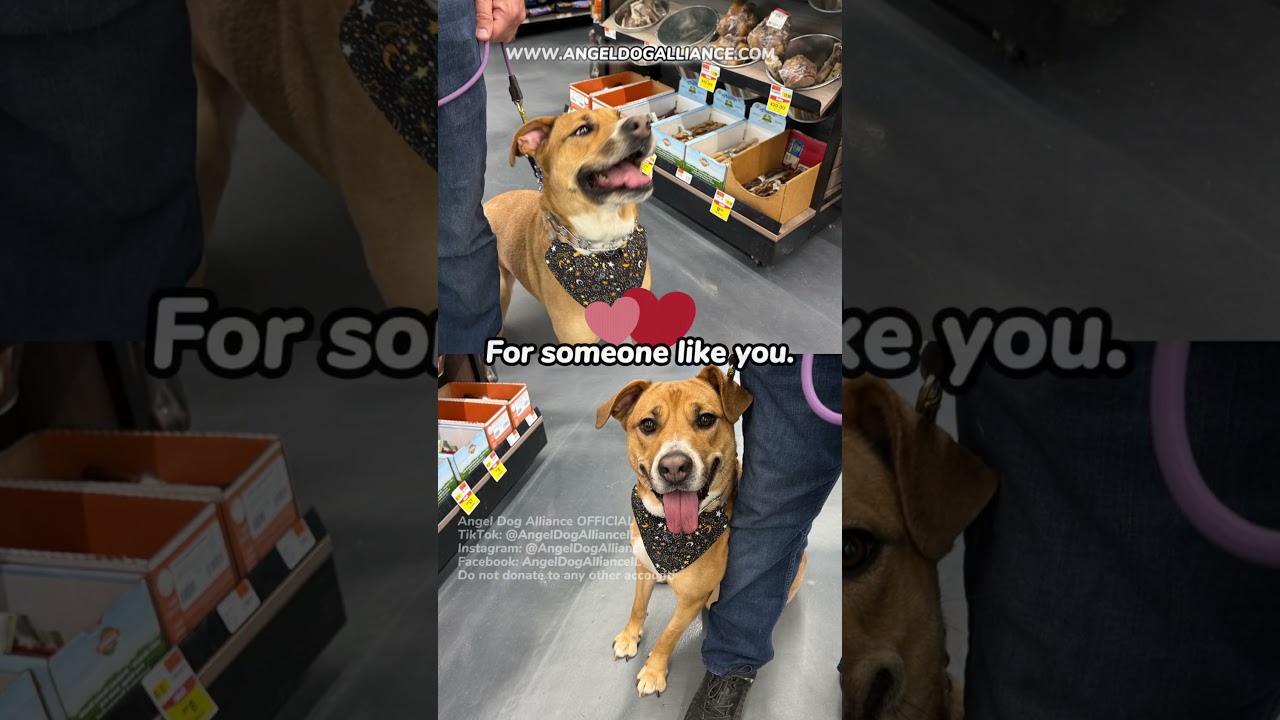 Pebbles, a ADOPTABLE mixed breed in Naperville, IL video 2/6