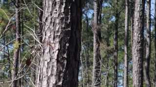 Introduction to Loblolly Pine