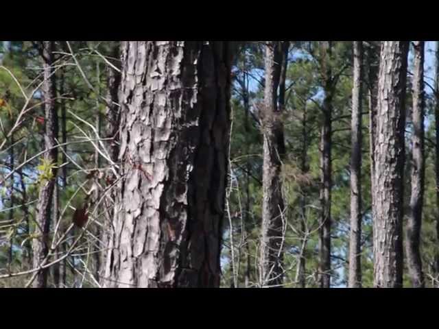 Videouttalande av loblolly pine Engelska