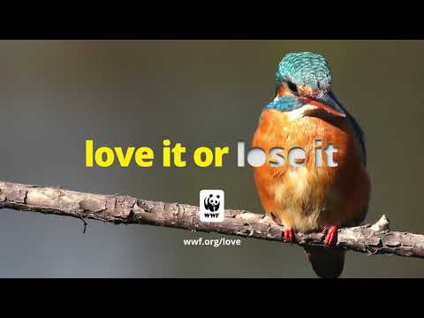 A kingfisher bird on a limb with the words 'love it or lose it' and the WWF logo