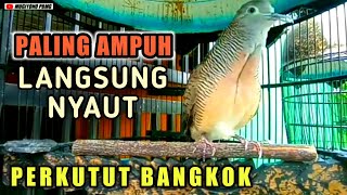 Download lagu Pancingan perkutut bangkok SUARA BESAR MERDU. mp3 Download lagu Pancingan perkutut bangkok SUARA BESAR MERDU. mp3