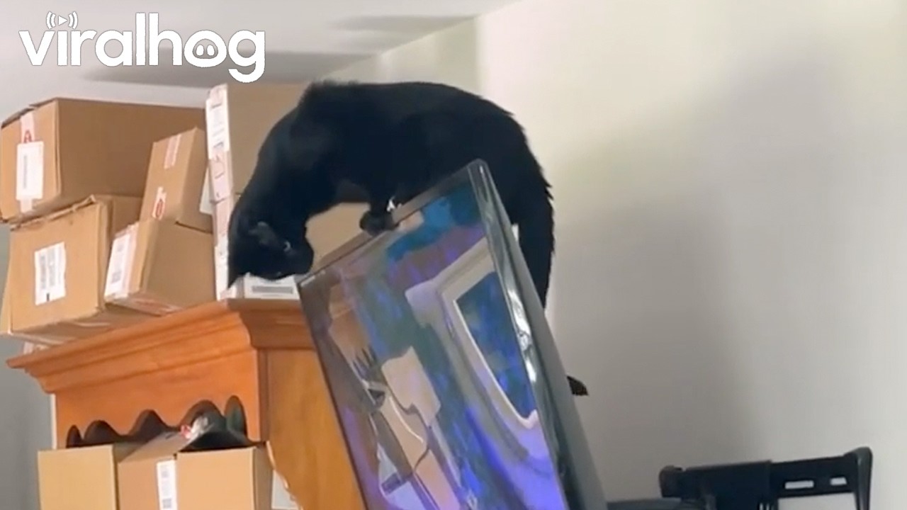 Curious Cat Attacks TV From Above || ViralHog