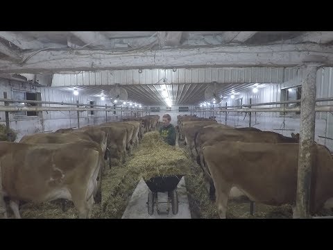 Giving the cows fresh bedding to sleep on
