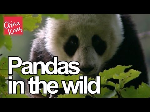 Cute Pandas in the Wild | A China Icons Video