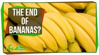 Bananas Are Losing the War on Fungus