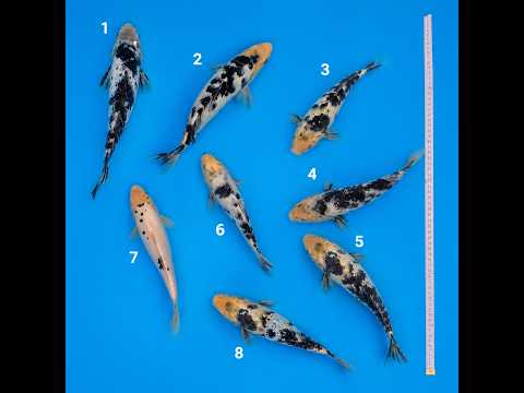Video pregled koi ribe