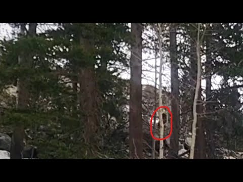 Angry Bigfoot Slams Park Rangers Jeep in the Sequoias