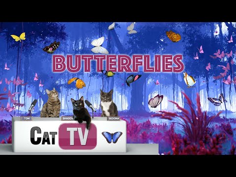 Cat TV | 🦋 Tranquil Butterflies and Serene Music – A Gentle Retreat for Cats 🐱 | Relax my cat