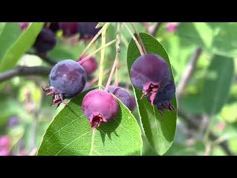 Afin Canadian o  apariţie luxoasă, elegantă cu productie mare