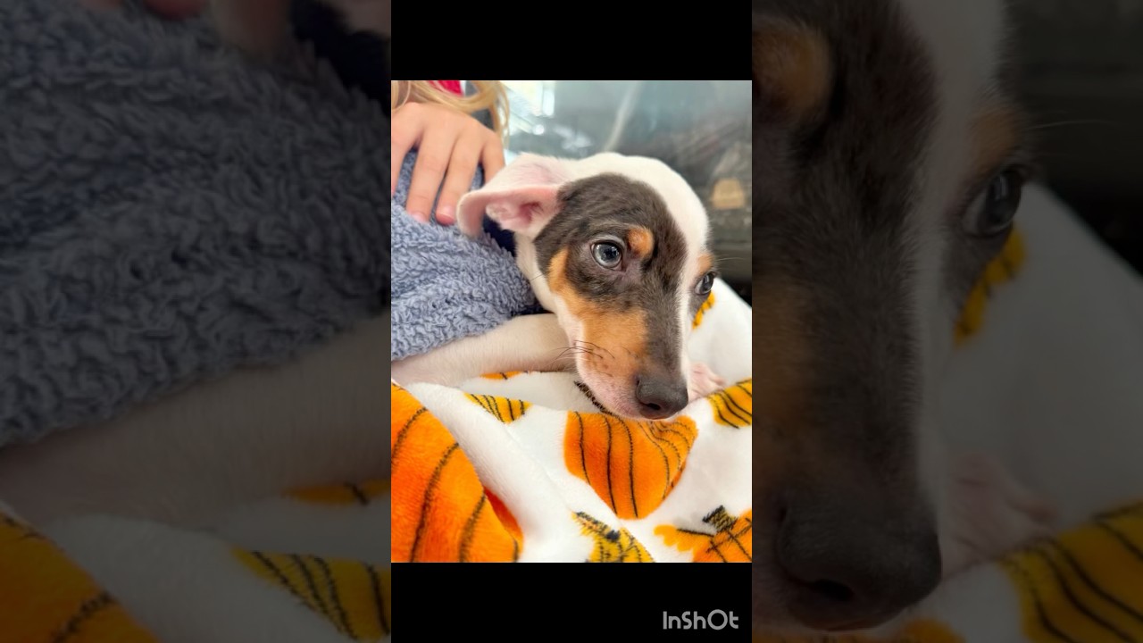 Andre (Meet me 8/15), a Adoptable mixed breed in Warrenton, VA video 6/6