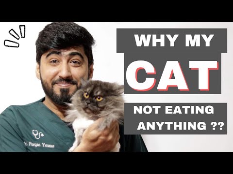 Cat stopped eating || Major Signs of cat illness || Animalia Dot Pk
