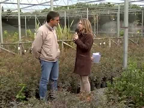 Zonattiva. I Giardini