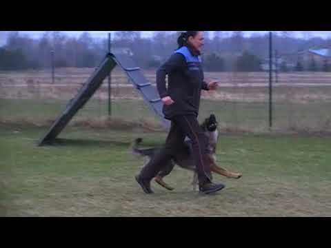 Illy vom Spektefeld www.alenstal.lv