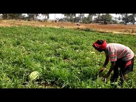 Known you seeds Pvt Ltd Namdhari watermelons seeds #fruitssupplyindia