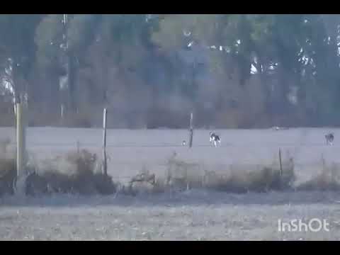 Peludero las perdices cordoba 2025