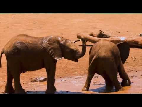 Funny animals compilation 2022 #1