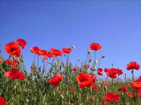 Milan Chladil - Bylo léto a kvet mák