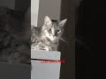 His Name Is Tux