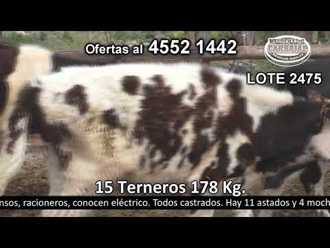 Lote 15 Terneros 9 HO,  5 HO c/  AA y 1 HO c/  NO 178kg -  en Pantanoso - a 20 km de Nueva Helvecia y 20 km de Ecilda Paullier