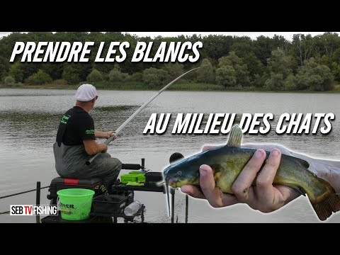 Seb TV Fishing