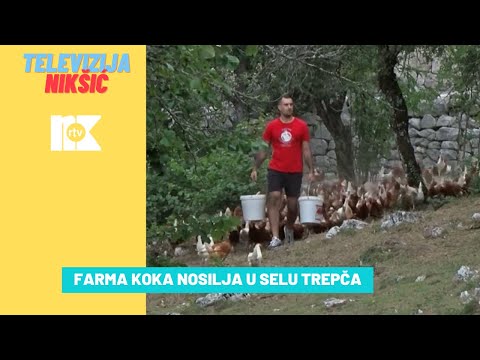 FARMA KOKA NOSILJA U SELU TREPČA