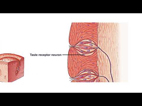 What are Taste Receptors? How Does it Work? Animation