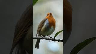Download lagu Suara Burung | Robin bernyanyi dan berkicau mp3 Download lagu Suara Burung | Robin bernyanyi dan berkicau mp3