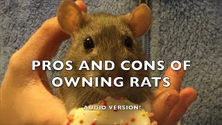 Pros and Cons of Fancy Rats as Pets - Audio version