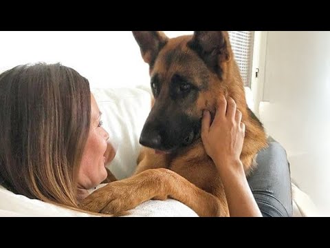 Le chien m'appartient, mais nous savons tous qui est responsable.