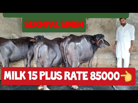 Sukhpal Singh ke animal Sel Ph 94644-12851👈 date 20-7-2020 best animals milk 15 plus