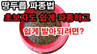 땅두릅 파종법, 초보자도 쉼게 파종하고 쉽게 발아되려면?(독활, 땅두릅 재배법, 땅두릅 심기, 땅두릅 씨앗 …