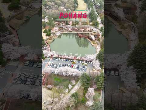 봄이 머무는 자리, 영일대 호수공원의 벚꽃