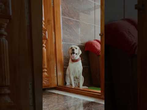 ❤️‍🩹..#dog #pets #tamilstatus #tamil #shorts #whatsappstatus #labrador #doglover #hd #home #pet