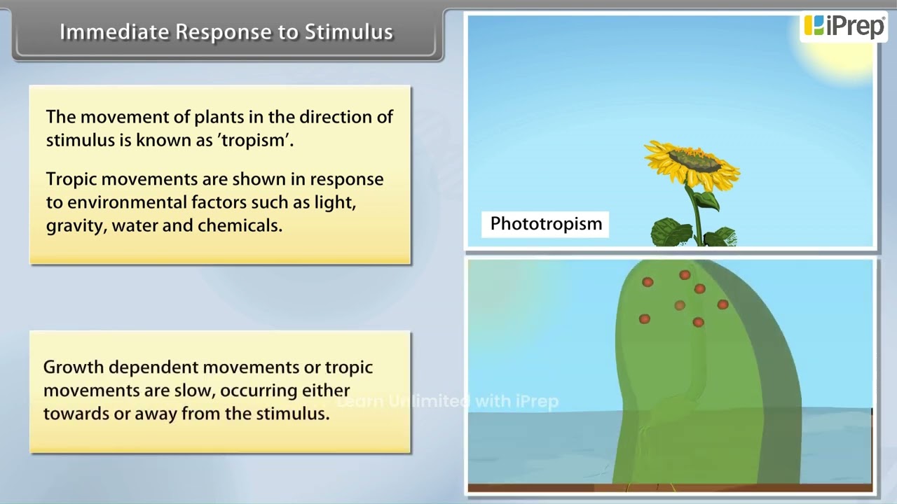 Coordination in Plants : Immediate Response to Stimulus | Chapter 6 | Science | Class 10th | iPrep