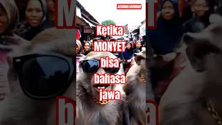 Download lagu ketika Monyet bisa bahasa jawa #fypppp #funnyvideo #ia#monkey#videoshort  #animation #videolucu mp3