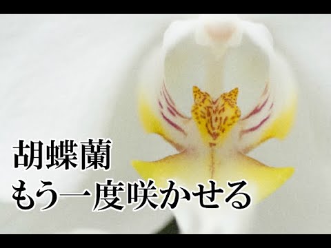 蘭が再び咲くまでどれくらいかかりますか? メンテナンス ケア nadya so shutterstock