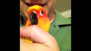 Sweet sun conure gets loved