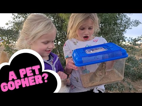 Live Trapping a Gopher | Pet Gopher