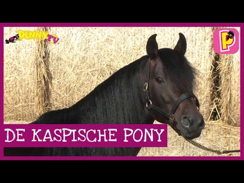 , title : 'Ras: de Kaspische pony'