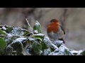 ENGLISH COUNTRY GARDEN No1..JIMMIE ...