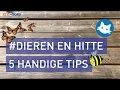 Hitte en dieren: vijf handige tips - RTV Noord