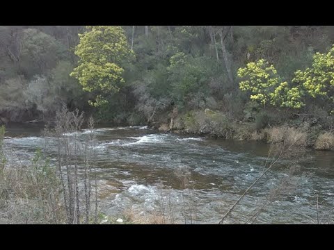 Wild Man on the Snowy River, Yowie ( Bigfoot ) sighting in 1912