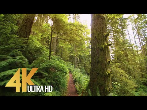 4K Relaxing Forest Walk, High Point Trail, Issaquah Area - Short Version with Music