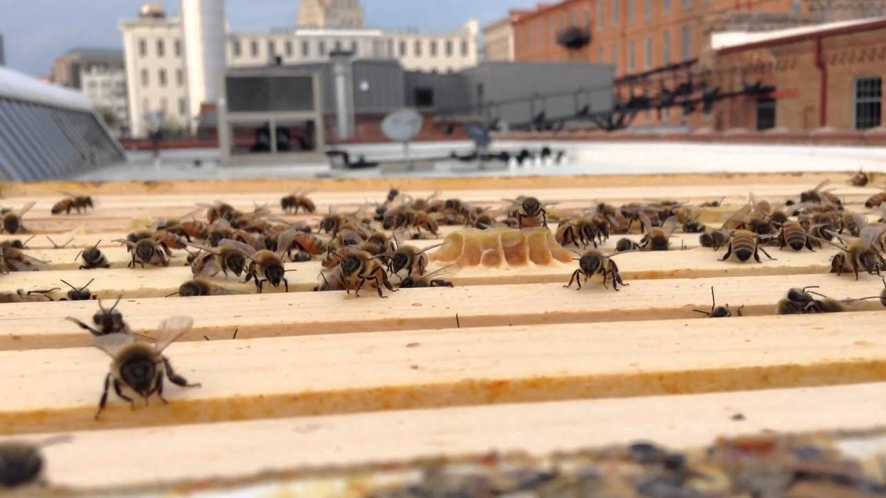 Bee Downtown | F6S