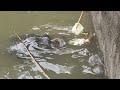So Scary What Is This Guys Animals Eel Yongsieutv Mo4ke