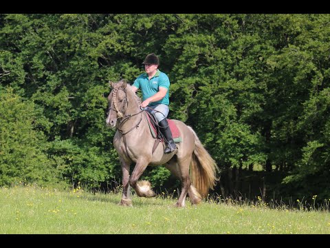 Smoky Grullo Silver stallion - Image 2