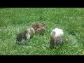 What Can I Hatch From Mixed Eggs From Myshire ALL ABOUT THE COLORS