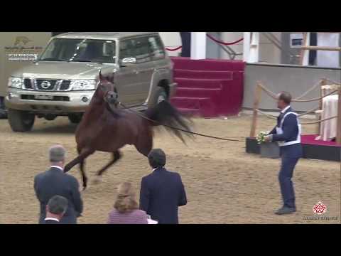 N 176 BADI ATHBAH   29th Qatar Intl A H  Show 2020   4 6 Years Old Stallions Class 10