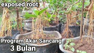 Download lagu PROSES 3 BULAN. PROGRAM AKAR SANCANG.exposed root@yadisupriadionel7246 mp3